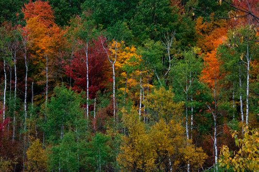 Nature's Fall Mosaic