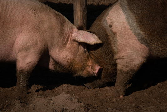 Happiness Comes In All Forms