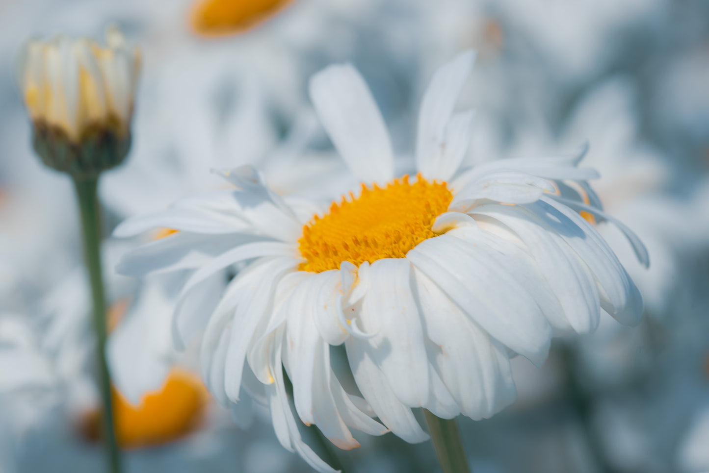 Life is Starting to Bloom