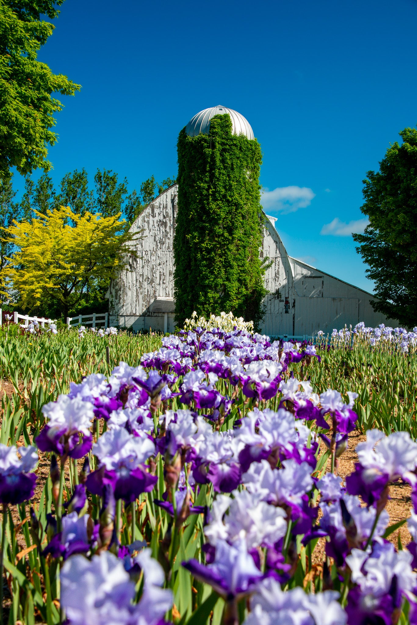 Life on an Iris Farm