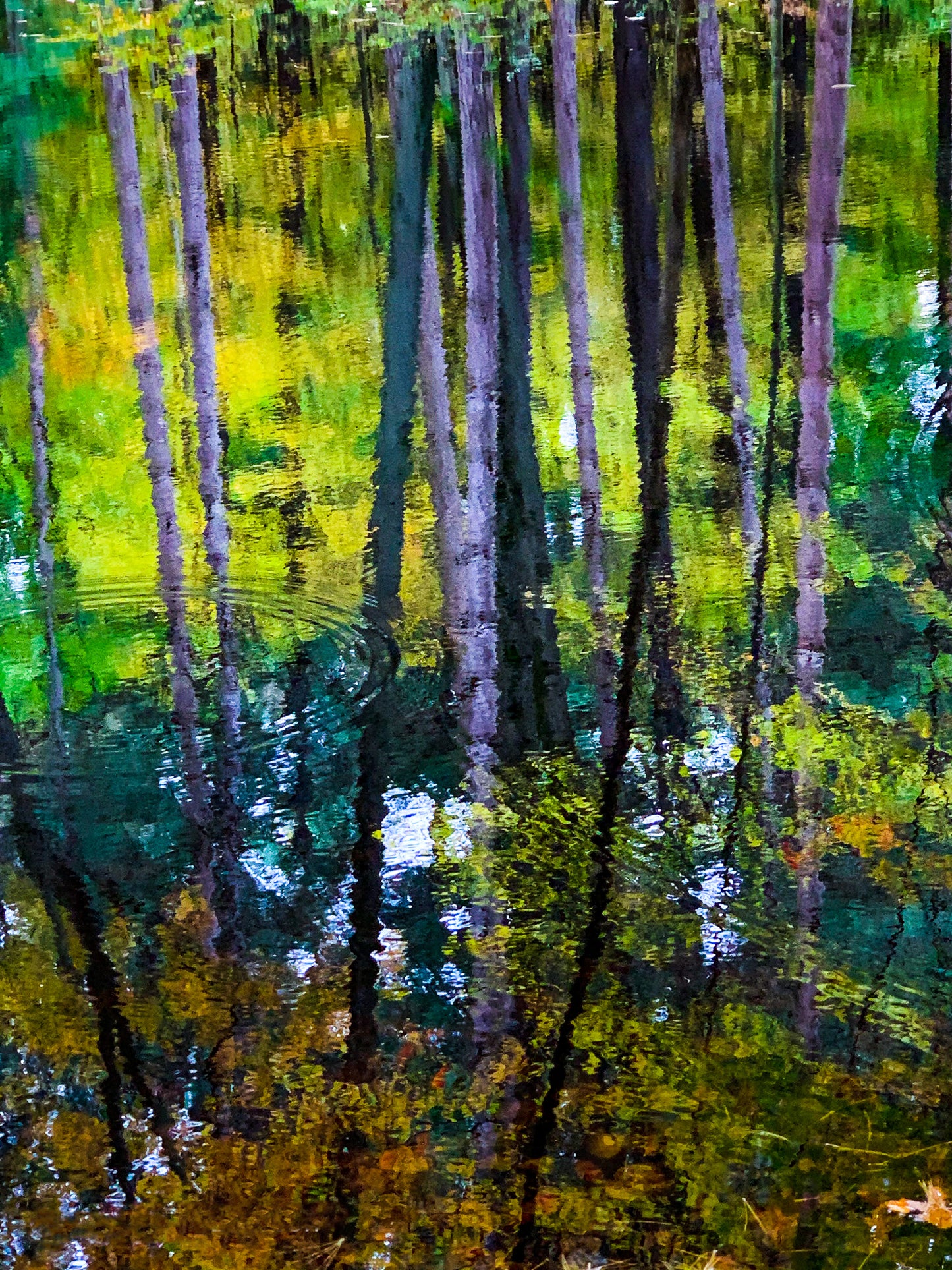 Verdant Forrest Reflections