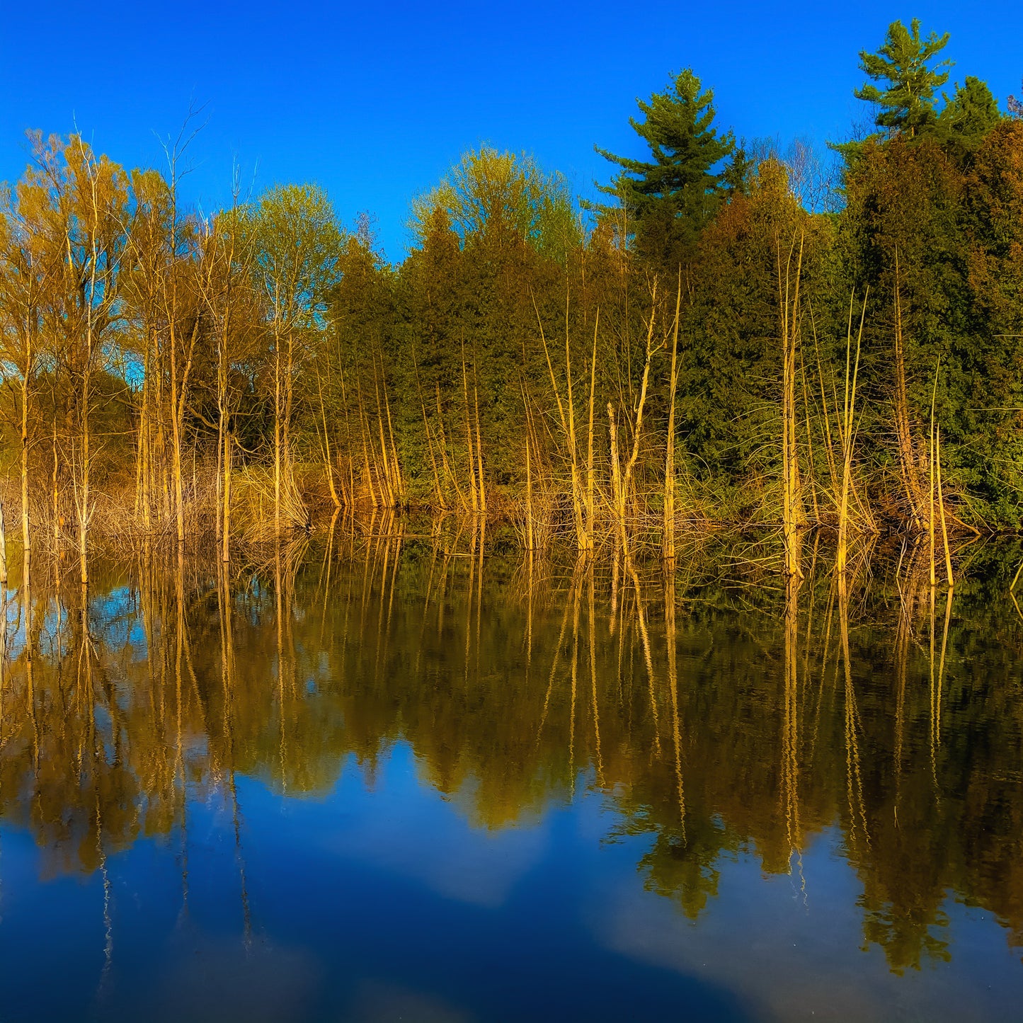 High Water Reflection