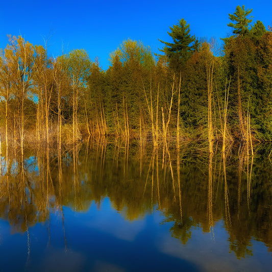 High Water Reflection