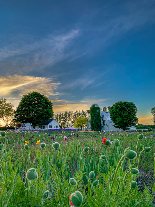 Peaceful, Easy Feeling