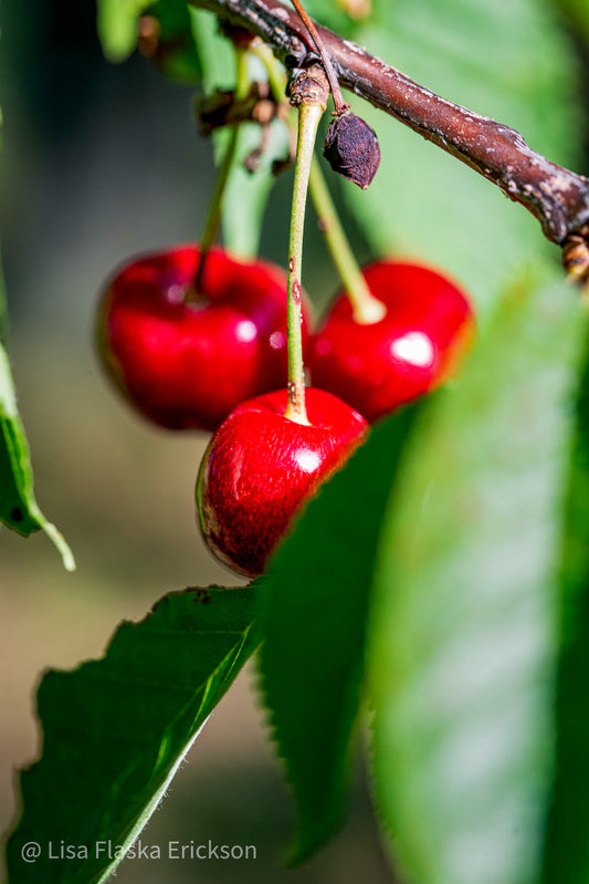 Cherries