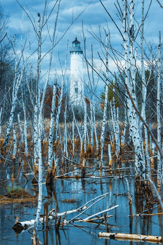 Surrounded By Birch