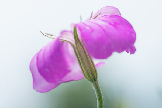 Pretty in Lavender