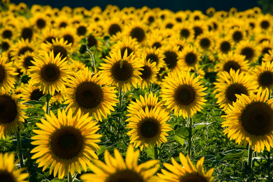 Sunflower Field Aplenty