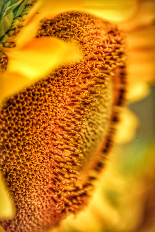 Sunflower Closeup