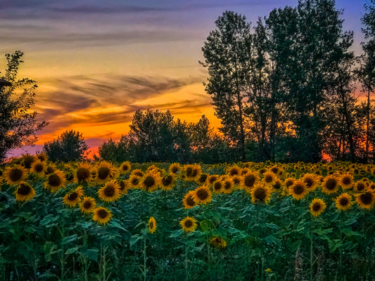 Sunflower Sunset