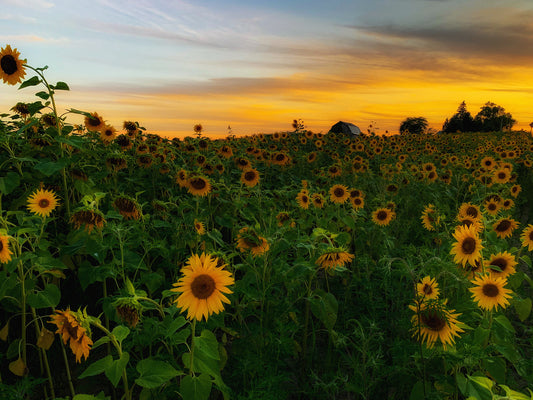 Sunflower Field 2